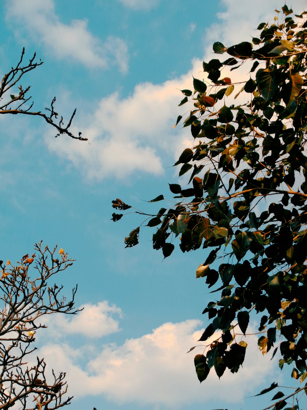 Un pájaro está posado en la rama de un árbol