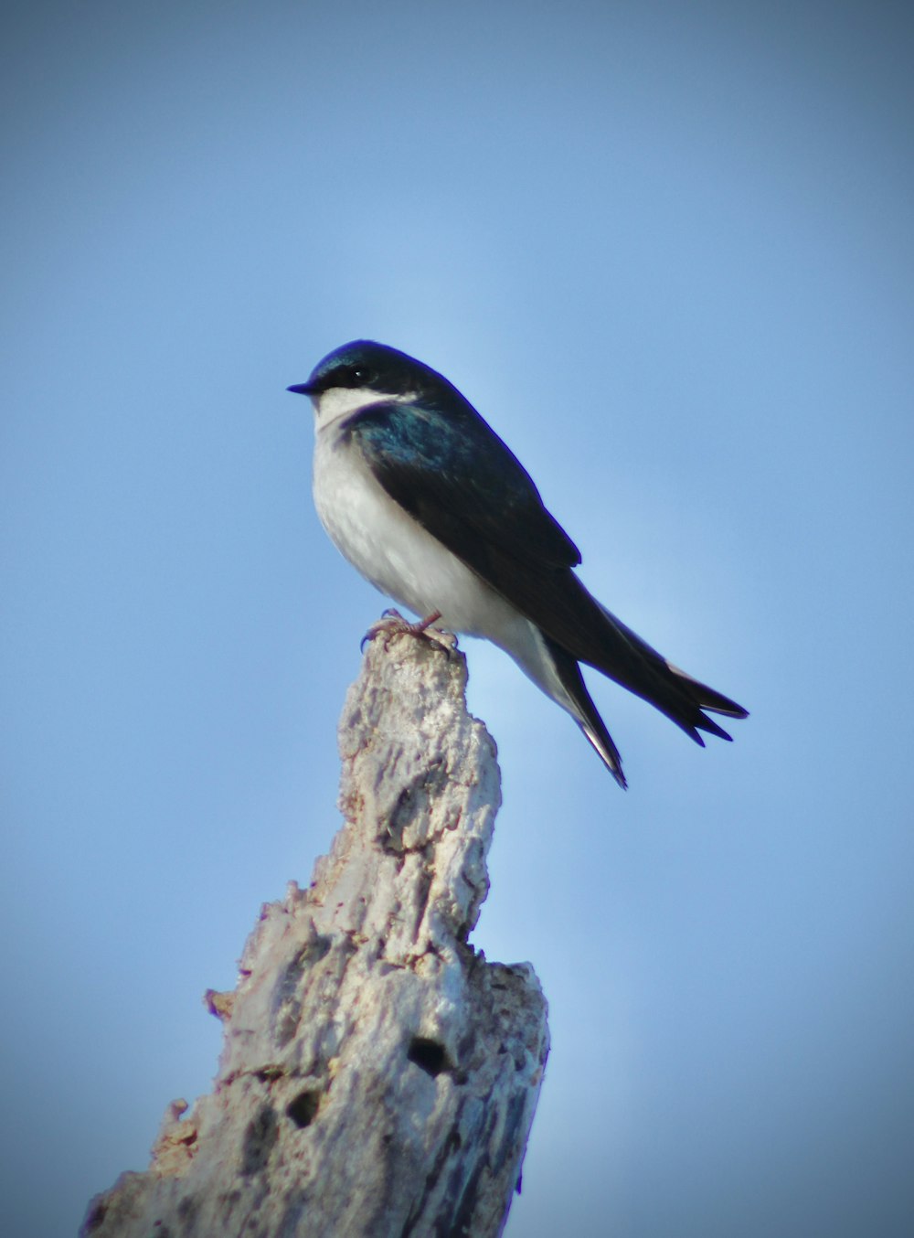 a small bird perched on top of a wooden pole