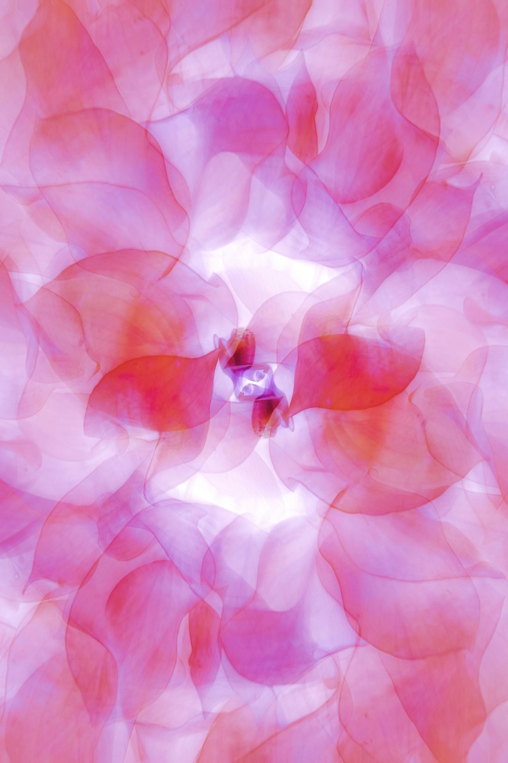 a red and pink flower with a white background