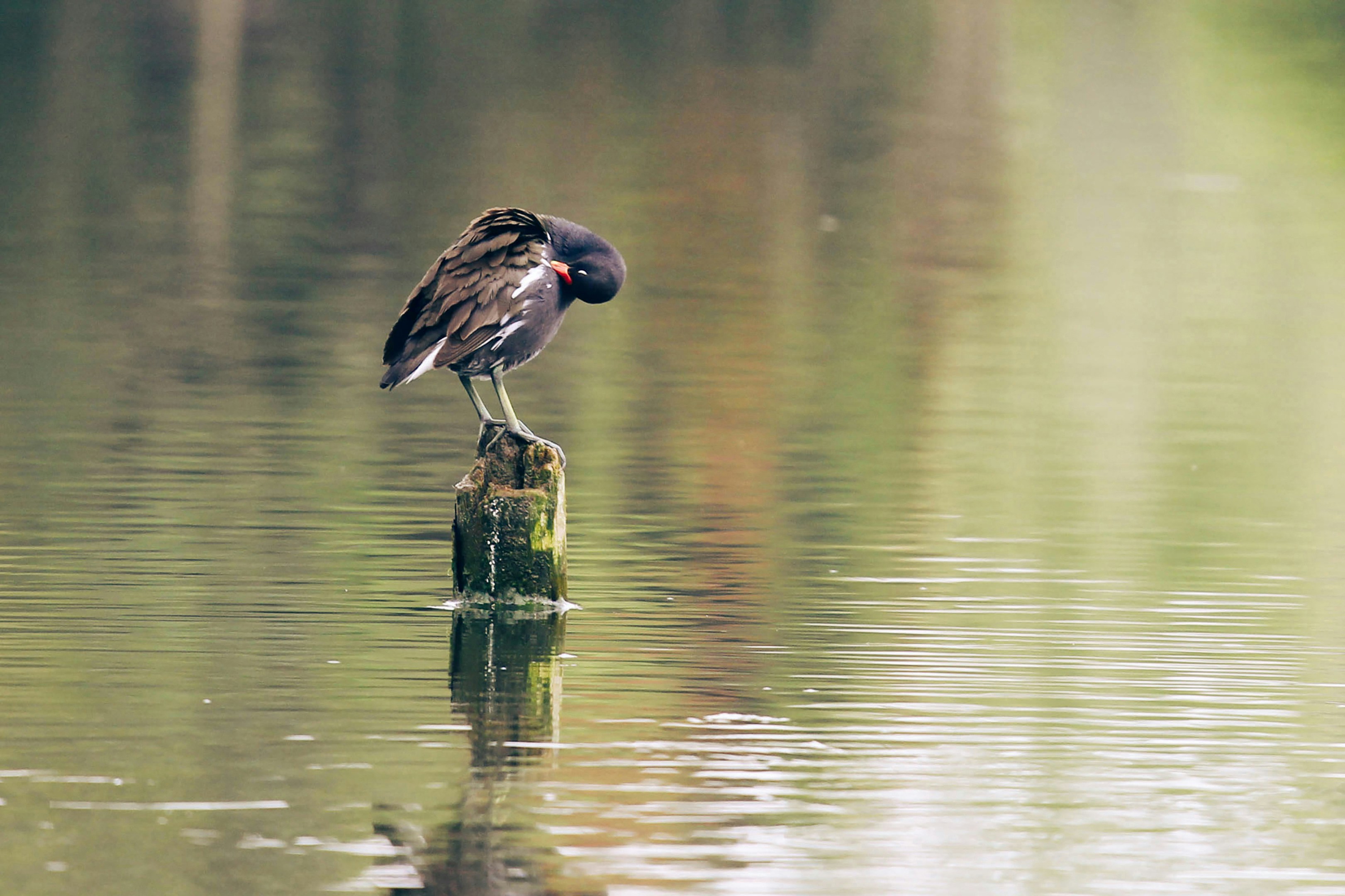 Photo by litemessmor