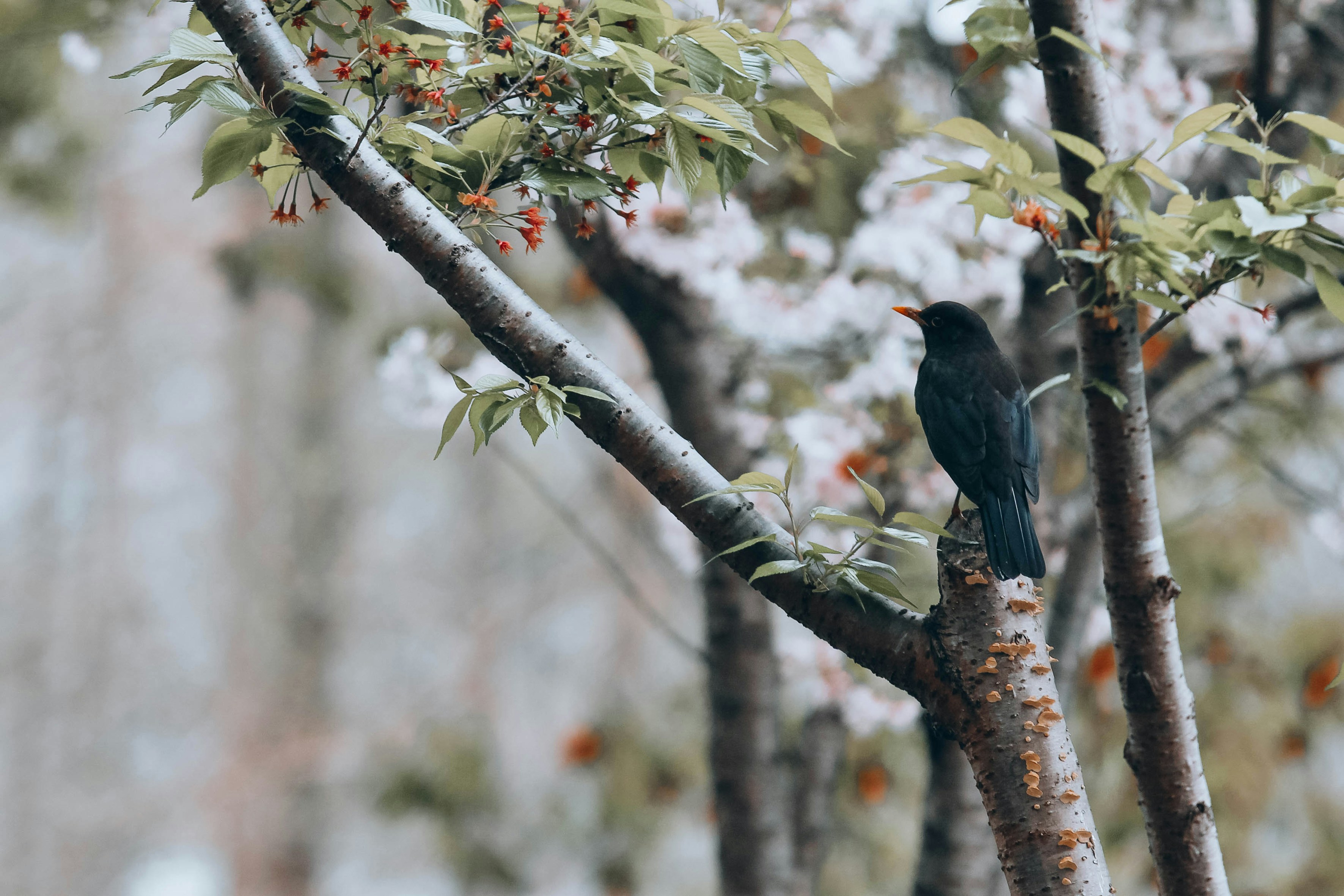 Photo by litemessmor