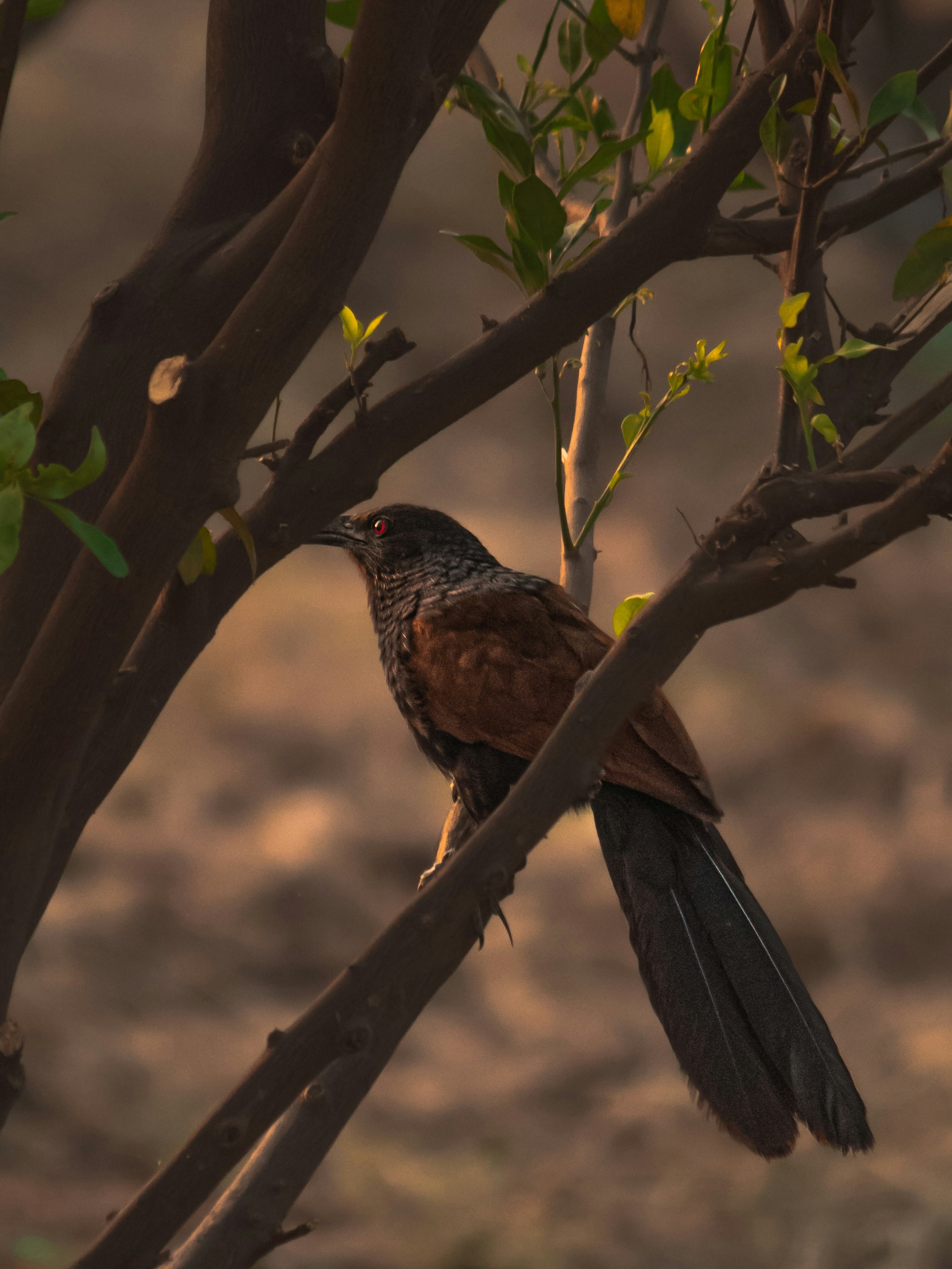 a bird perched on a branch of a tree