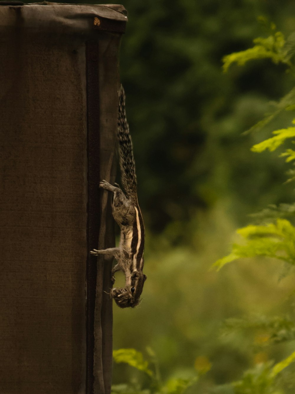 a bird is hanging upside down on the side of a building