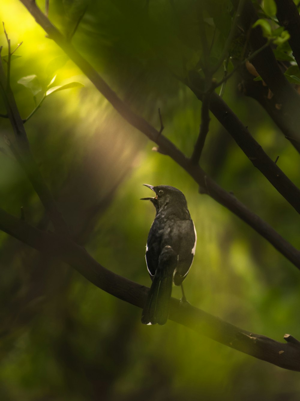 a small bird sitting on a tree branch