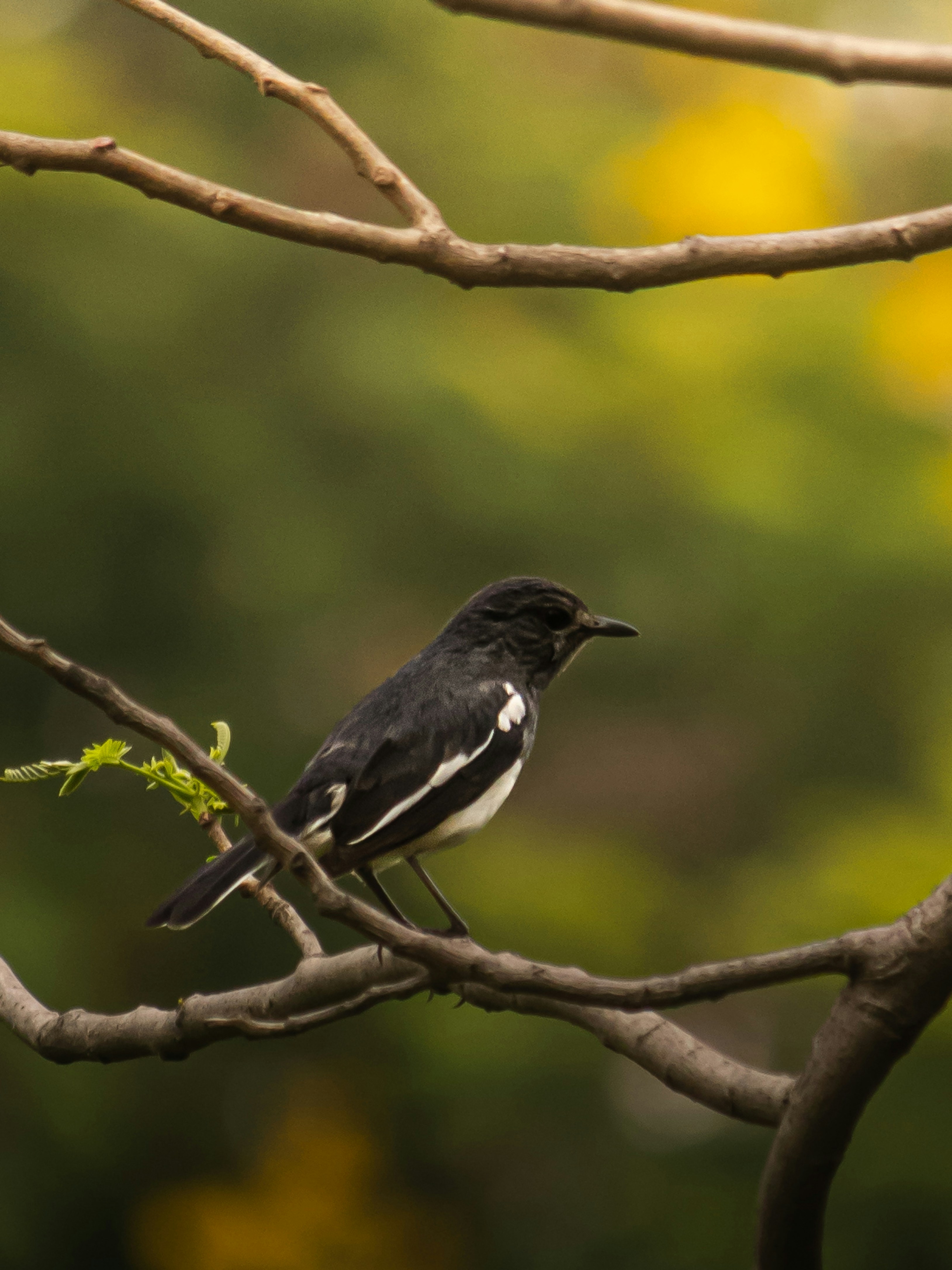 Photo by harshit_suryawanshi