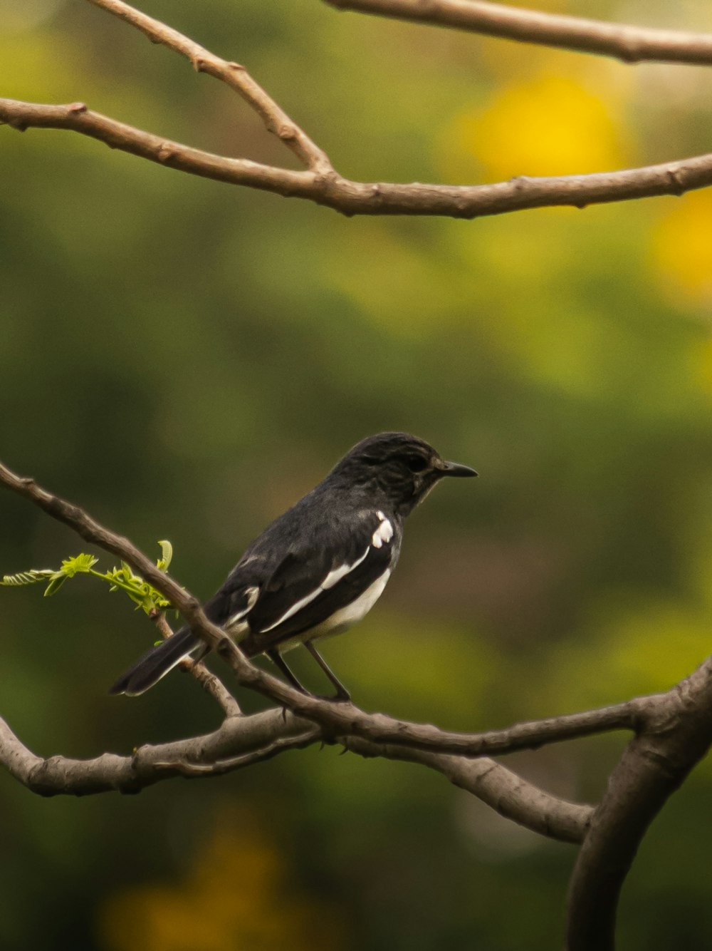 un petit oiseau noir perché sur une branche d’arbre