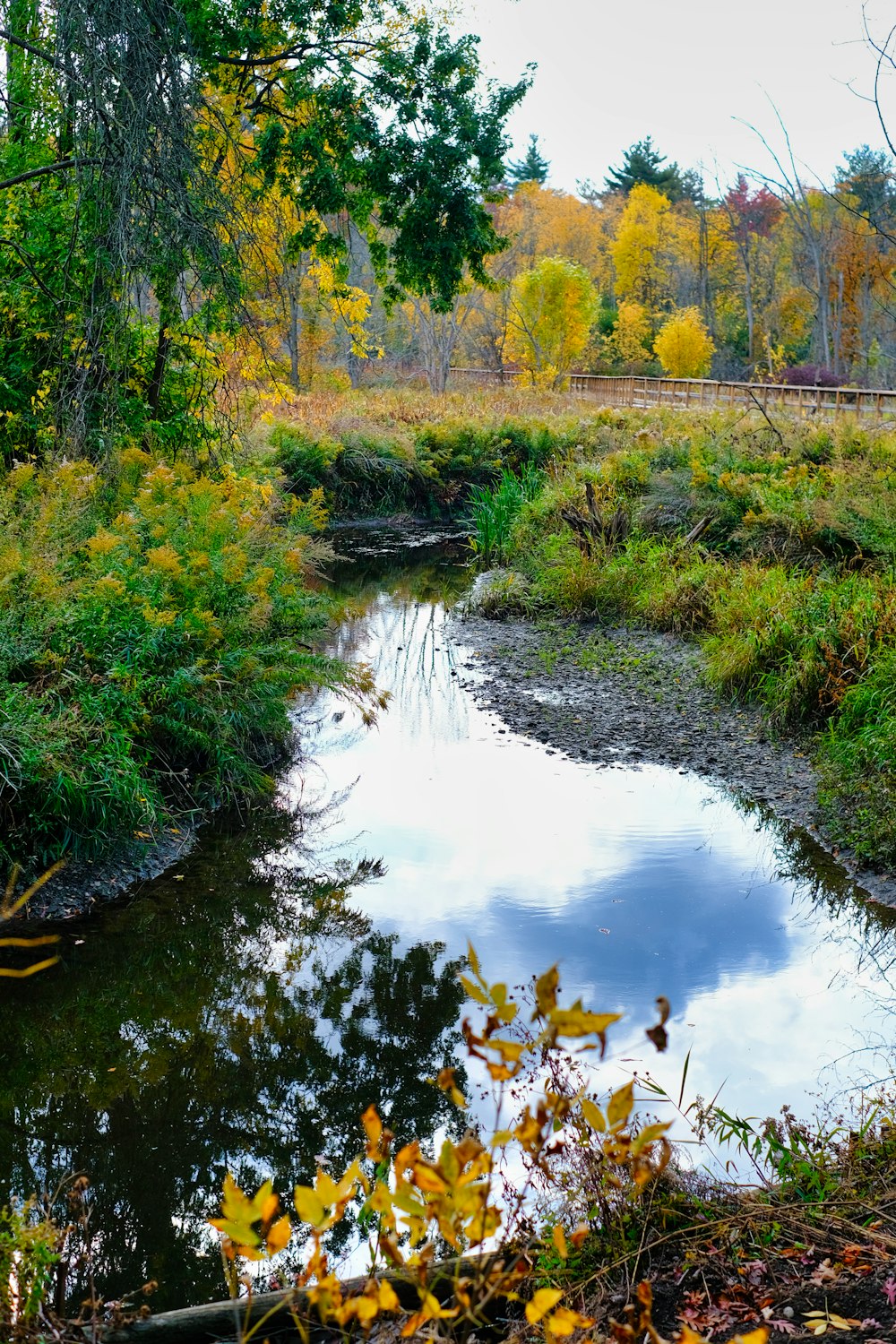 a small stream running through a lush green forest