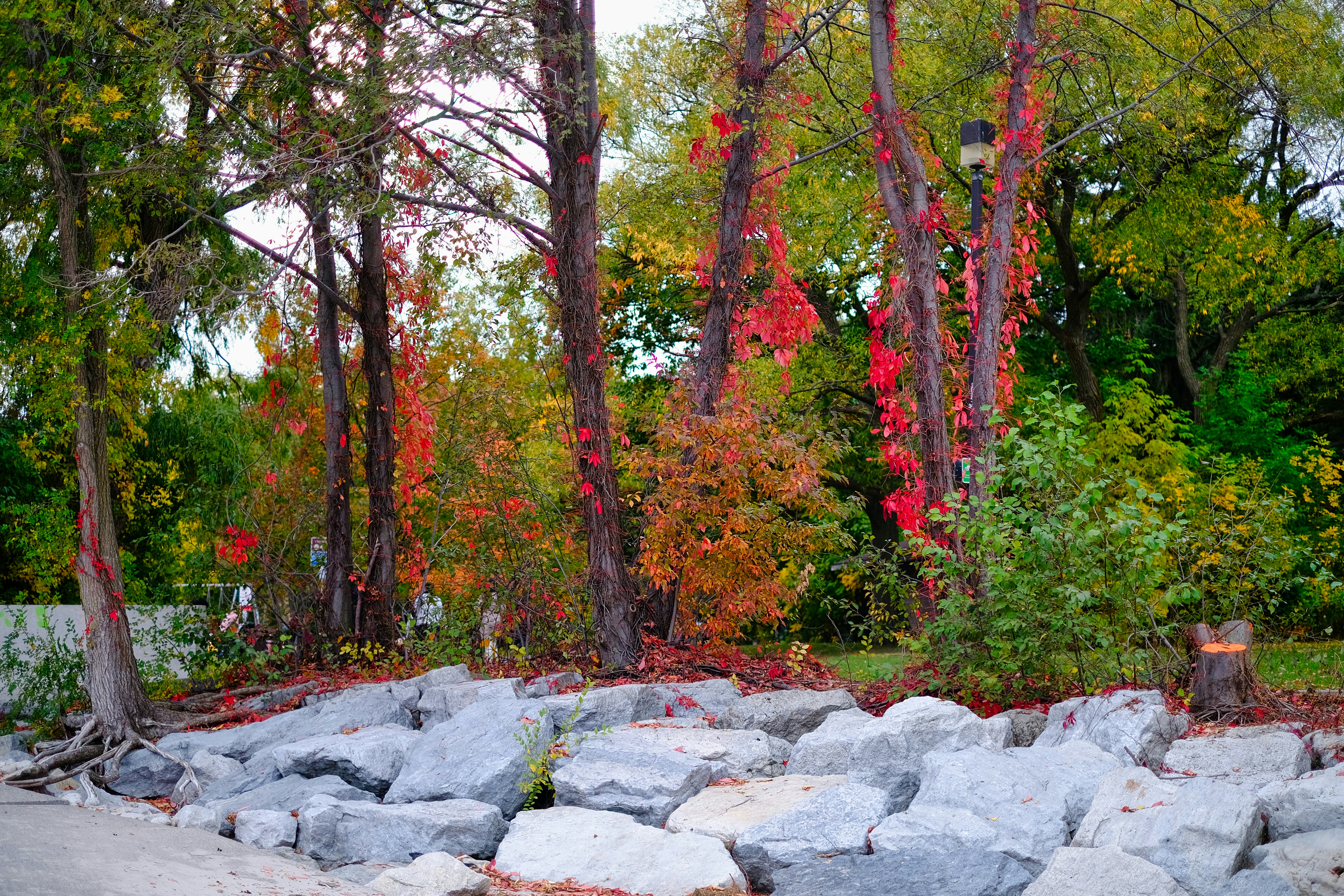 a bunch of rocks and trees in a park