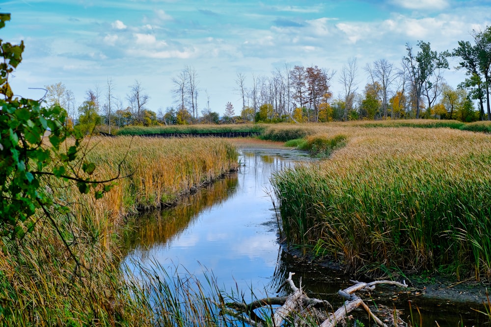 a river running through a lush green field