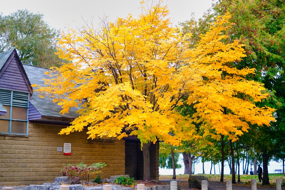 a tree with yellow leaves in front of a house