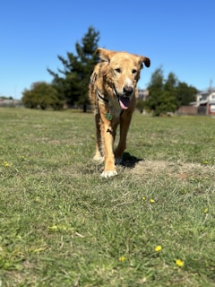 A golden-brown dog with a happy expression walks on a grassy field, sticking out its tongue. The background features a clear blue sky and some trees at a distance.