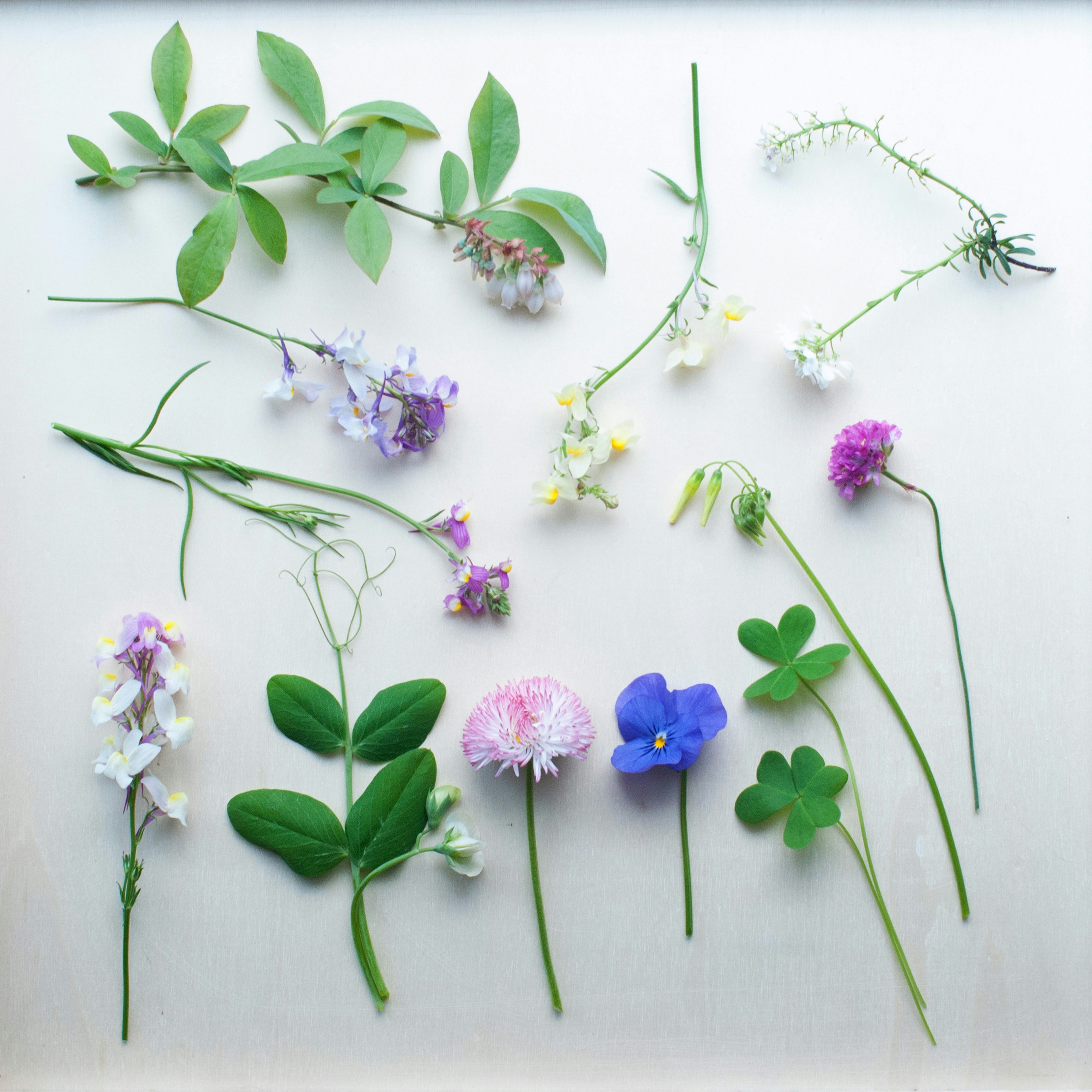 Set de stickers florales