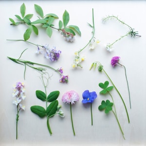 Botanical Art Prints
