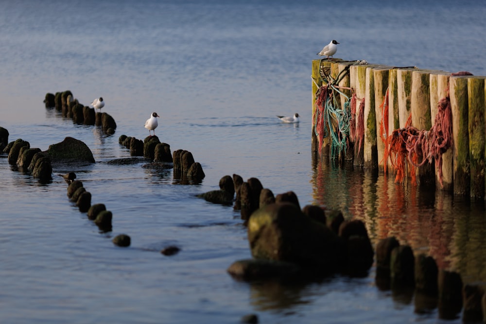 a flock of birds sitting on top of a wooden pier