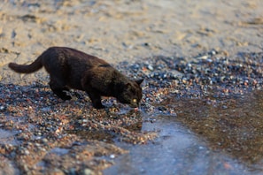 A black cat is drinking water from a shallow puddle on a rocky surface, surrounded by small pebbles and sand.