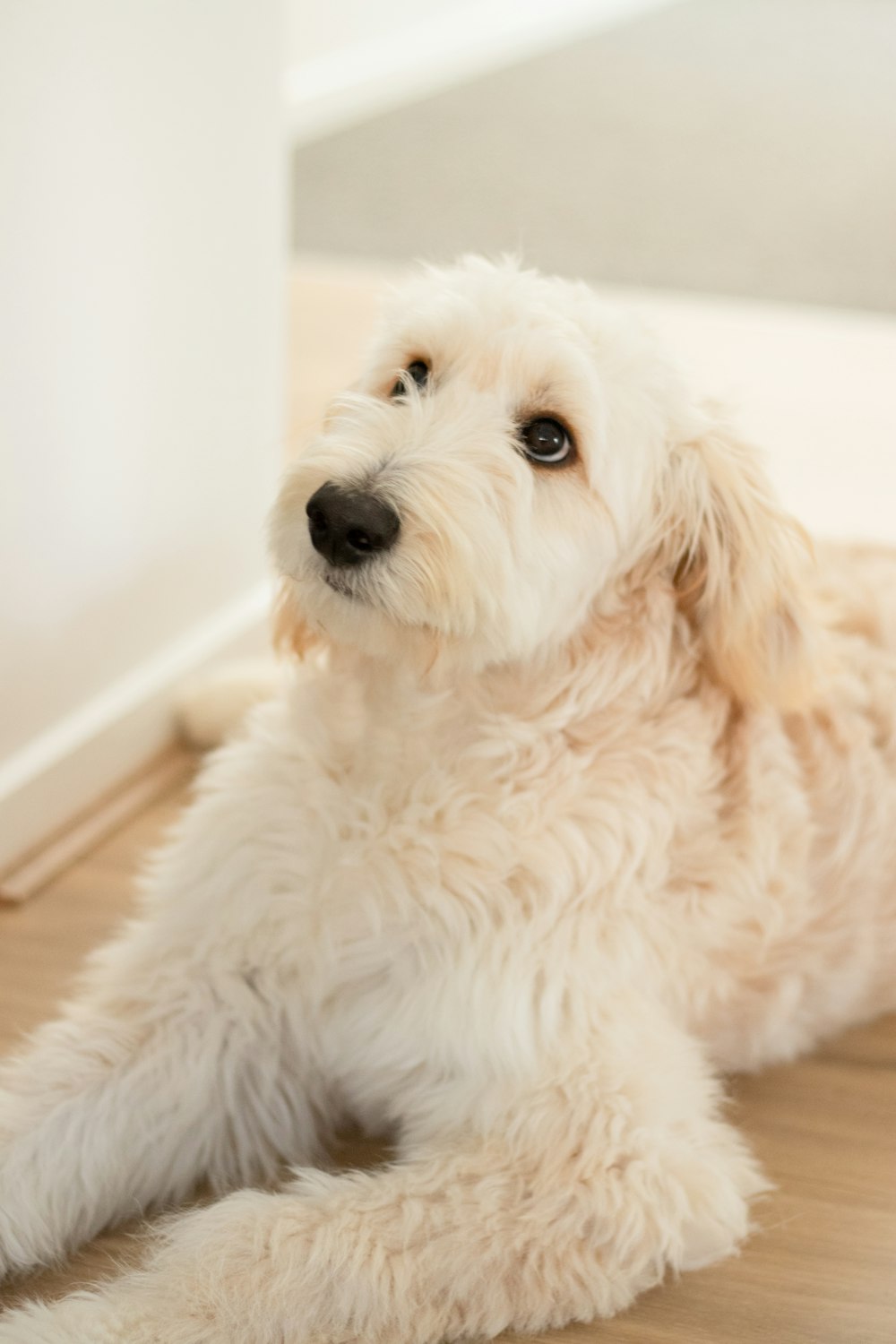 a small white dog laying on a wooden floor