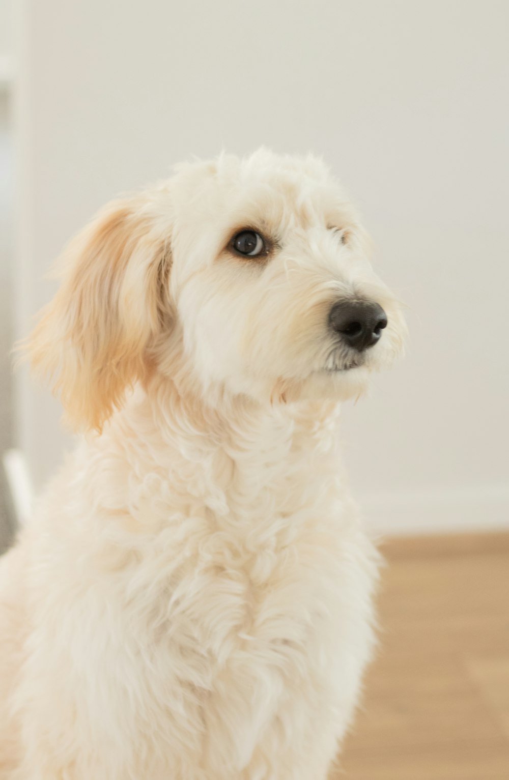 a white dog sitting on top of a hard wood floor