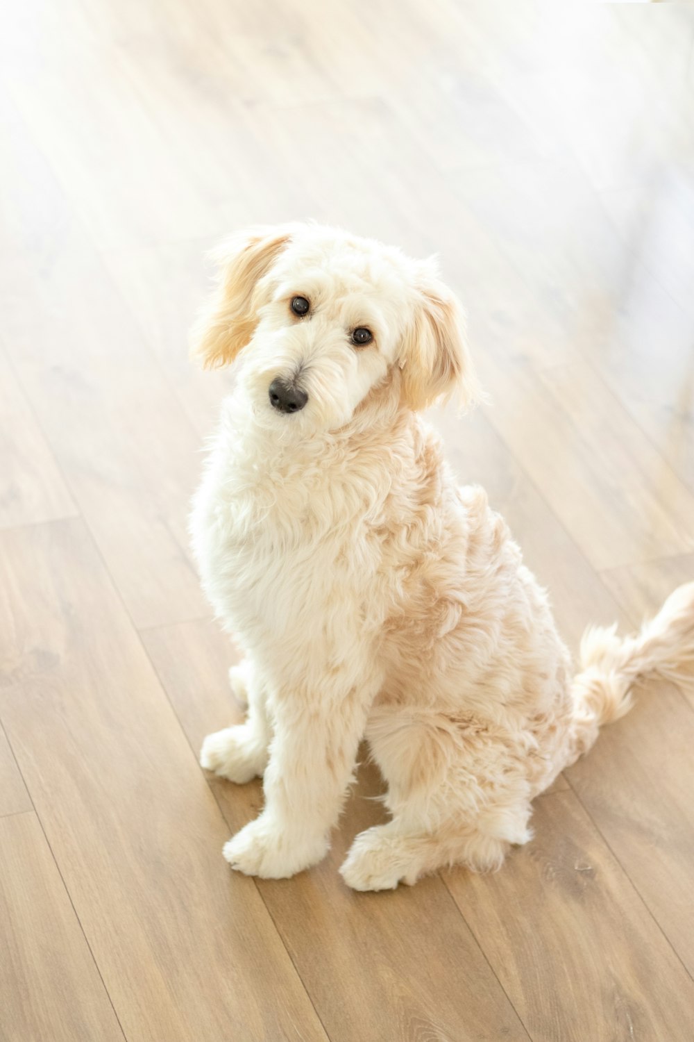 a small white dog sitting on top of a wooden floor
