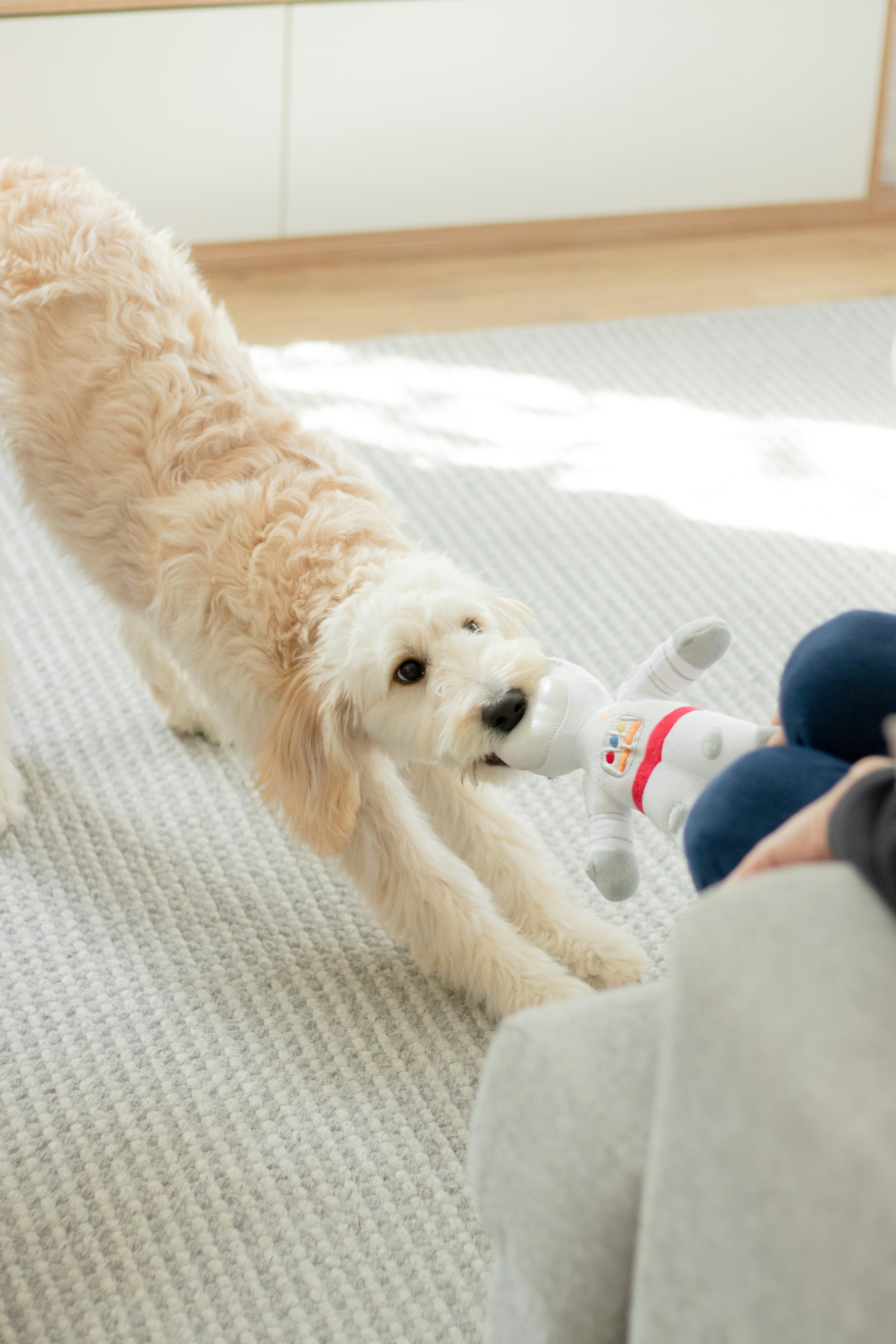 a dog playing with a toy on the floor