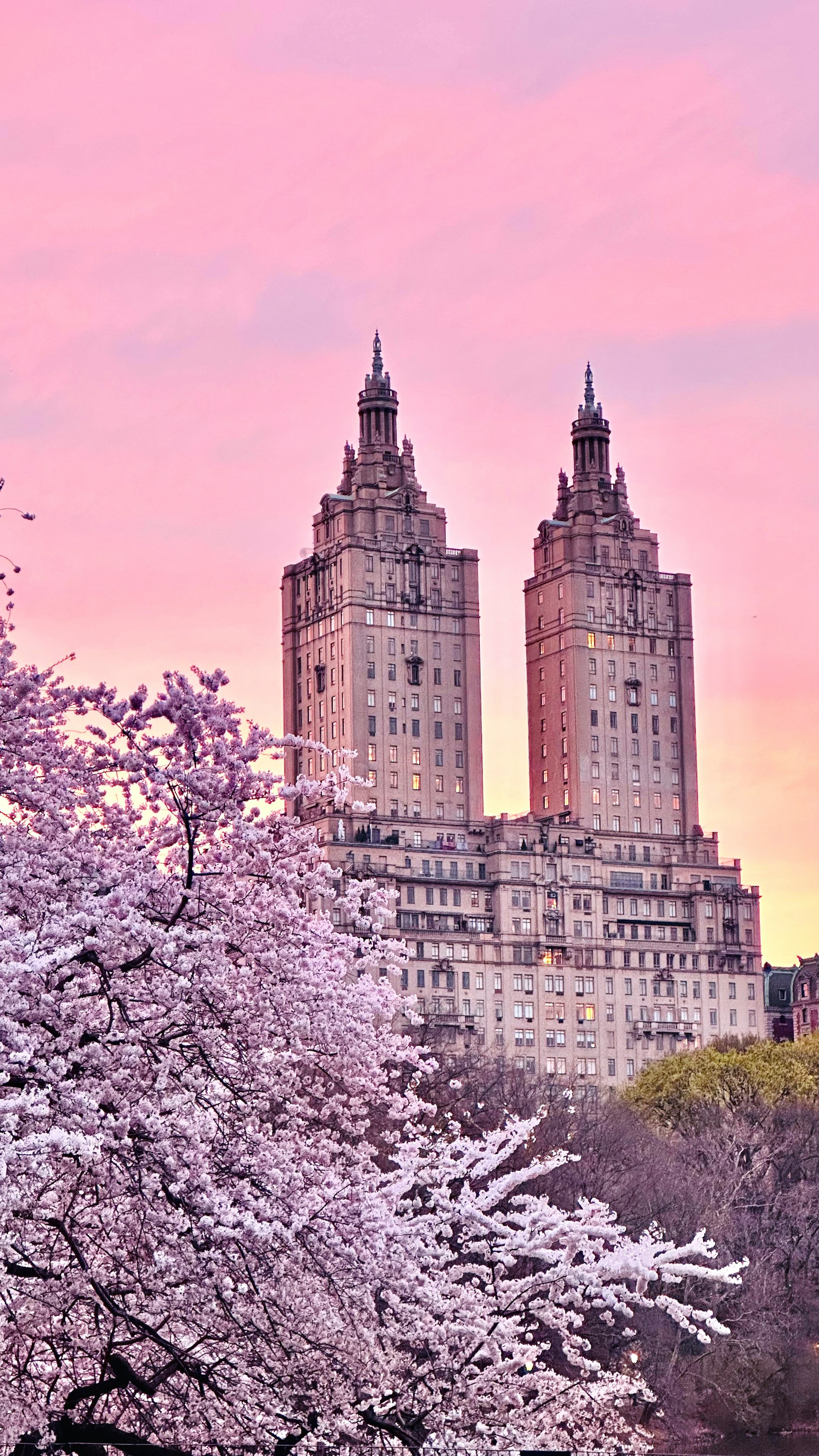 Cherry Blossom in Central park