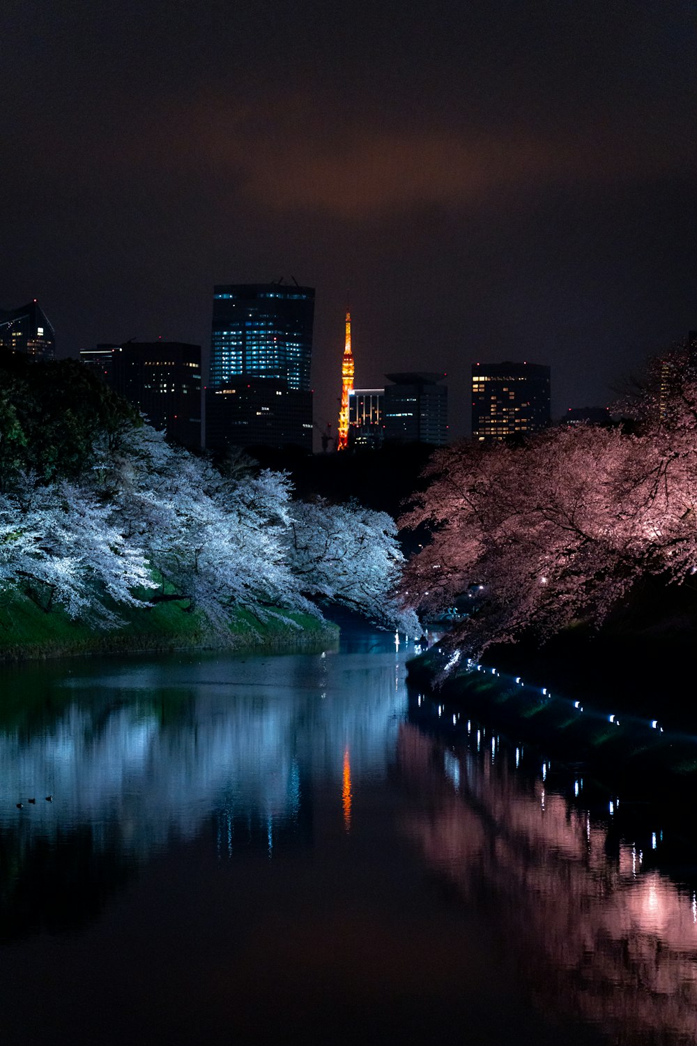 cherry blossoms are blooming along a river at night