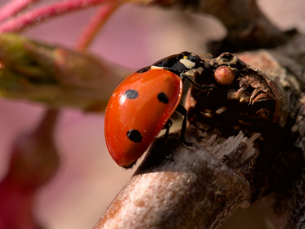 a close up of a lady bug on a tree branch