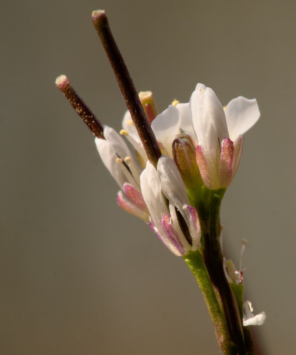 a close up of a flower on a twig