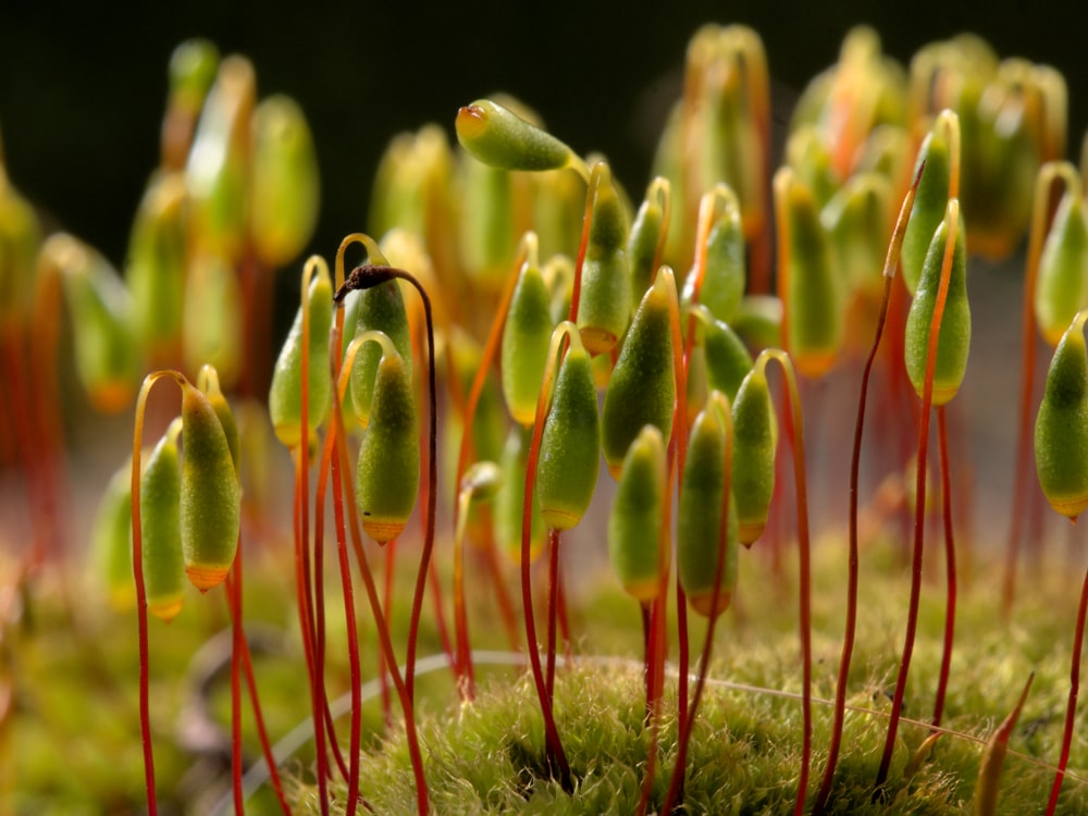 a close up of a group of green plants