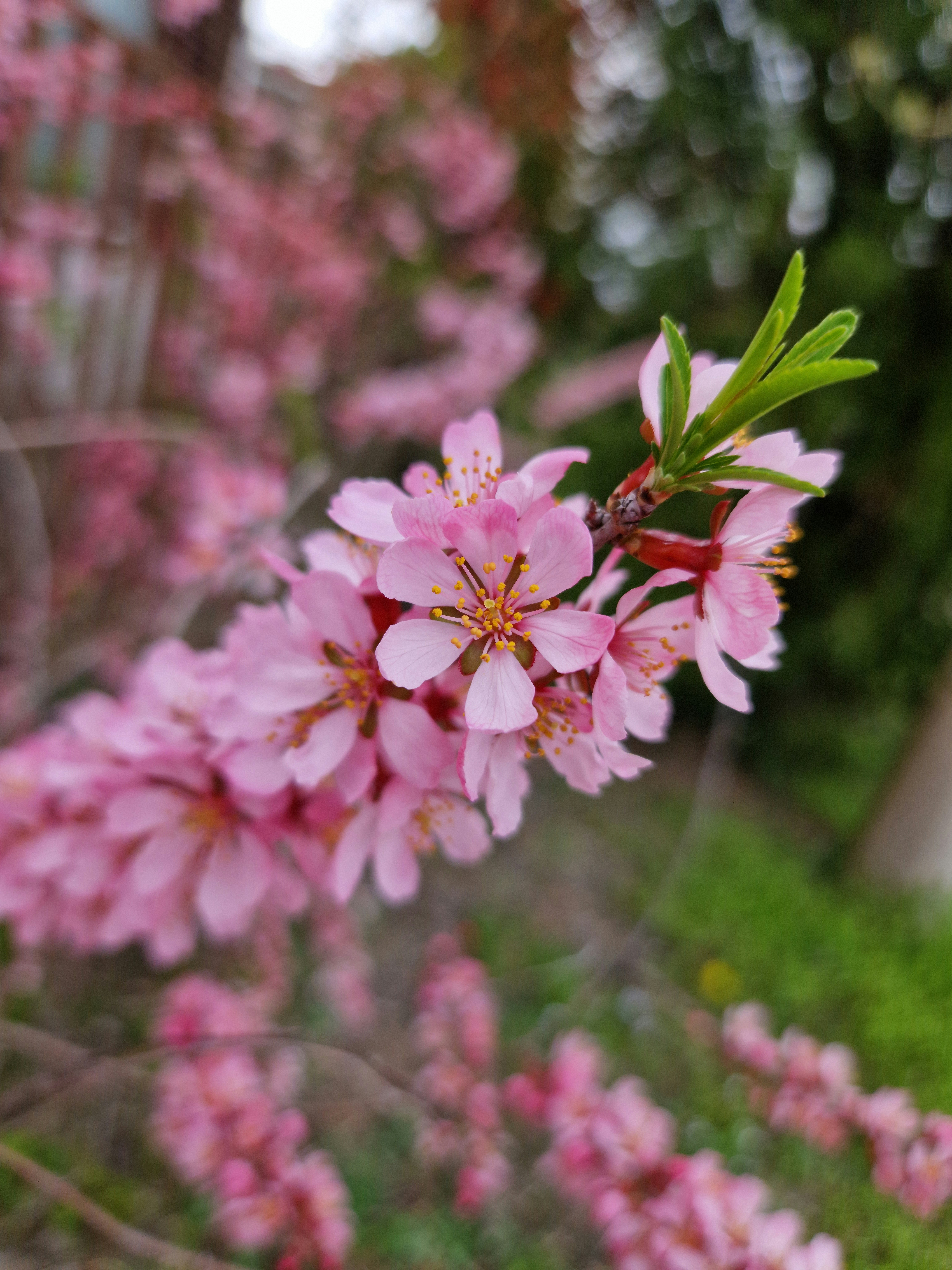 a close up of a pink flower on a tree