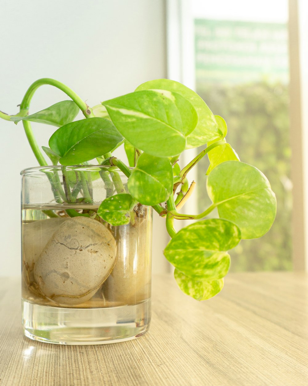 a plant in a vase filled with rocks and water