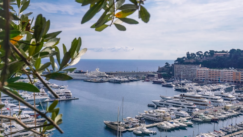 a marina filled with lots of white boats