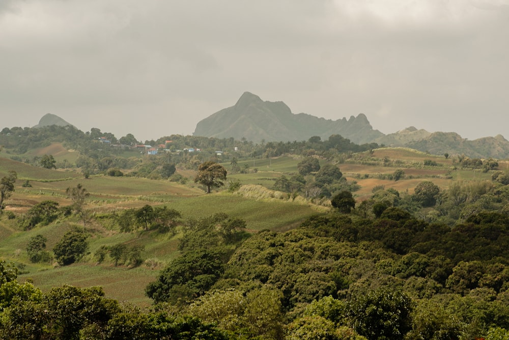 a lush green hillside covered in lots of trees