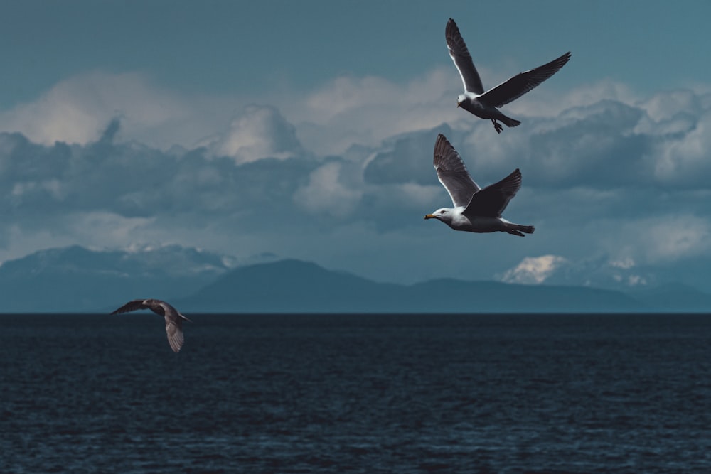 a couple of birds flying over a body of water