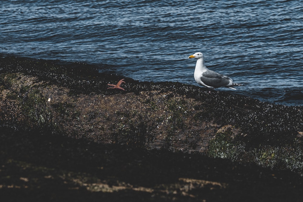 a seagull sitting on a rock next to the ocean