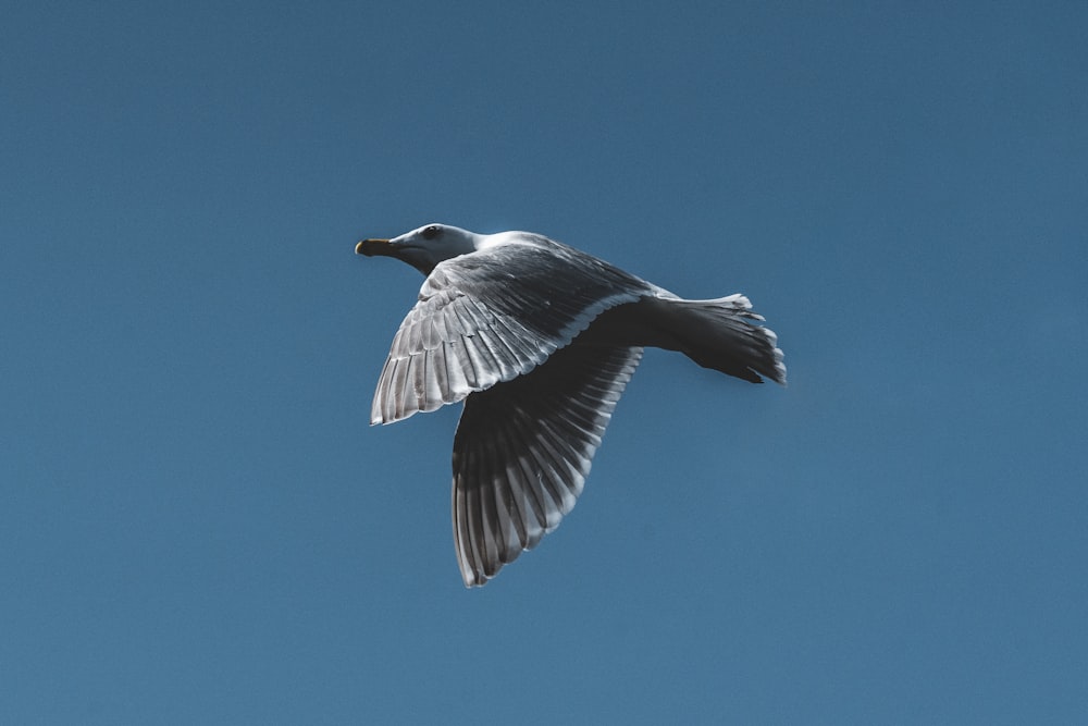 Une mouette volant dans un ciel bleu clair