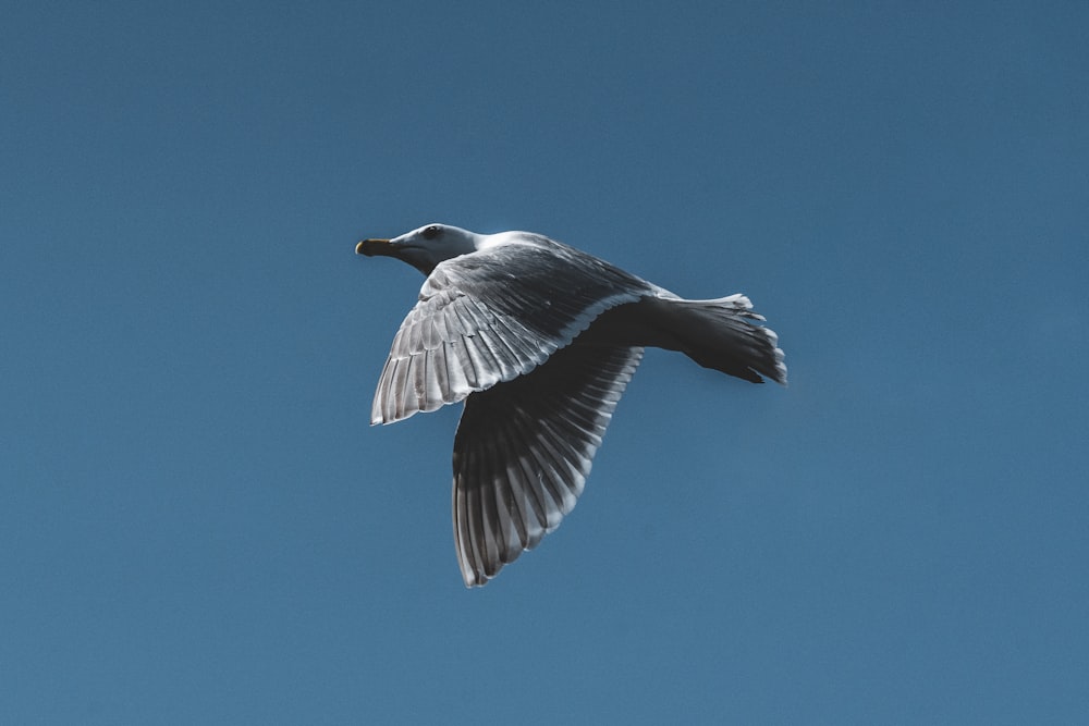 a seagull flying in a clear blue sky