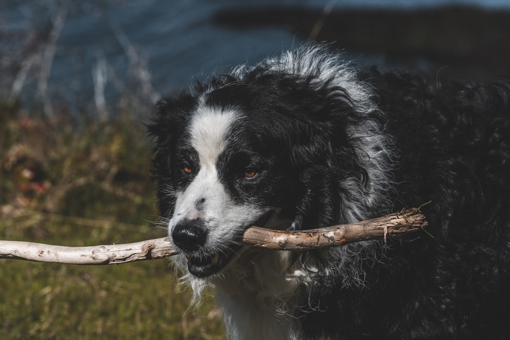 a black and white dog holding a stick in its mouth
