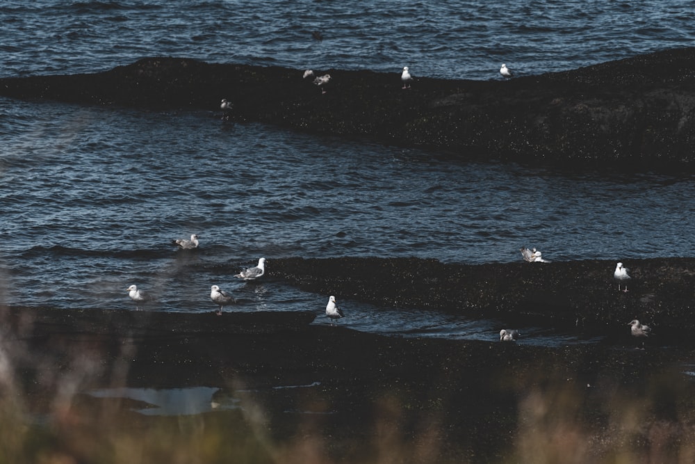 a flock of seagulls sitting on the rocks near the water