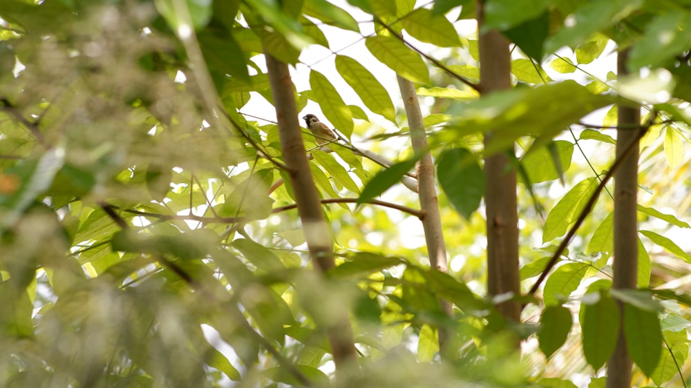 a small bird perched on a tree branch