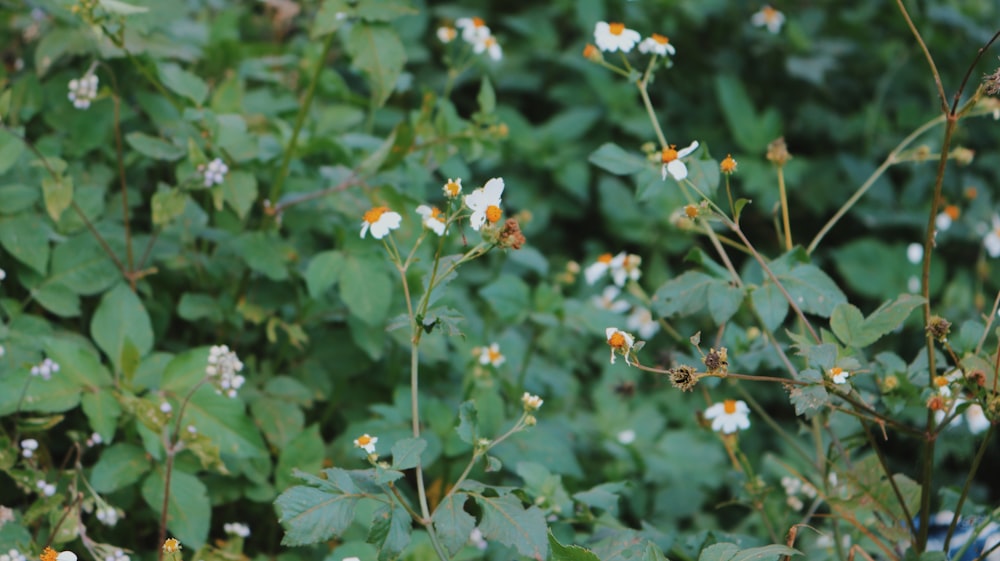 a bunch of flowers that are in the grass