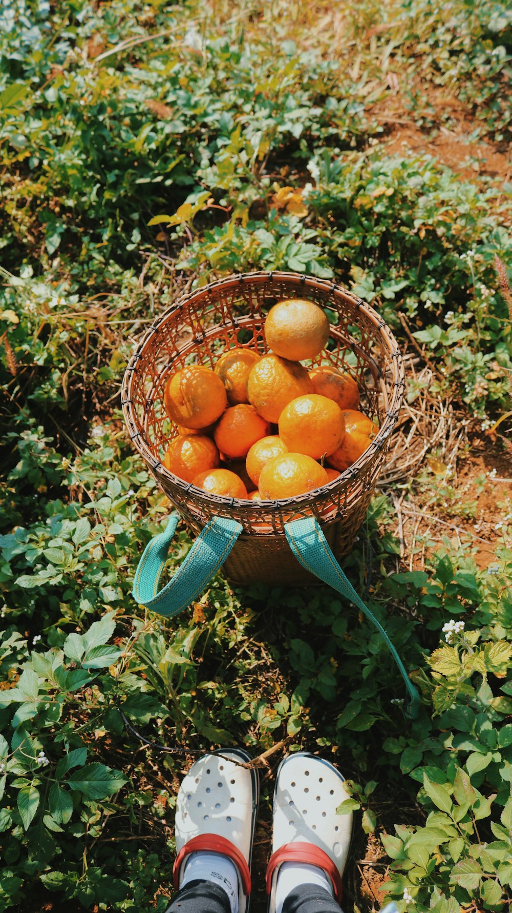 a person standing in a field with a basket of oranges