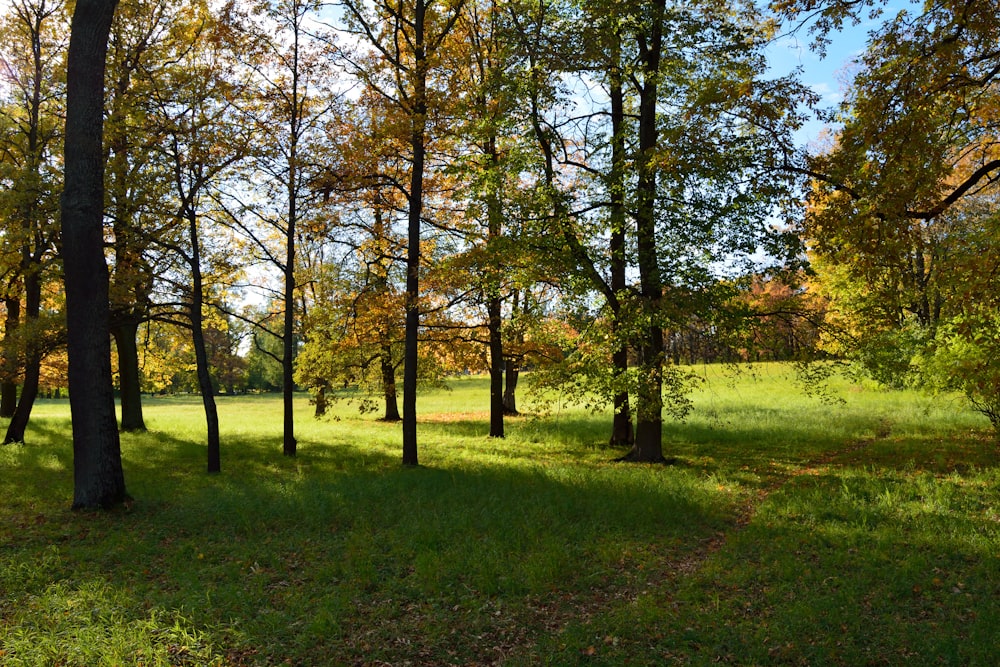 a grassy area with trees and grass in the background
