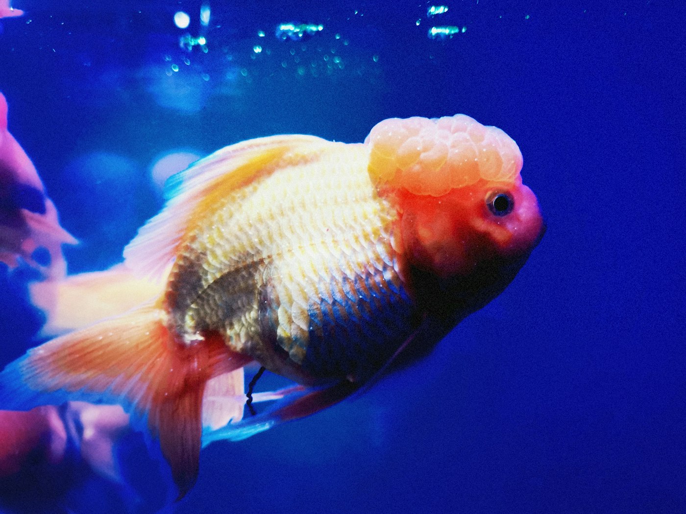 Goldfisch in einem Aquarium mit blauem Hintergrund