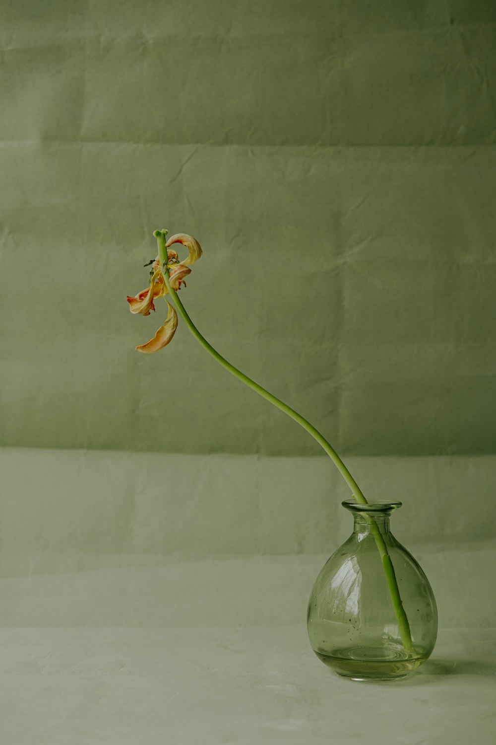 Una sola flor en un jarrón de vidrio sobre una mesa