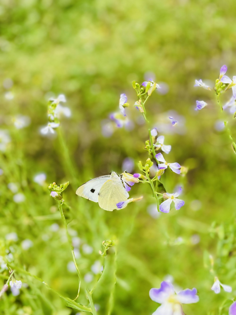 a white butterfly sitting on top of a purple flower