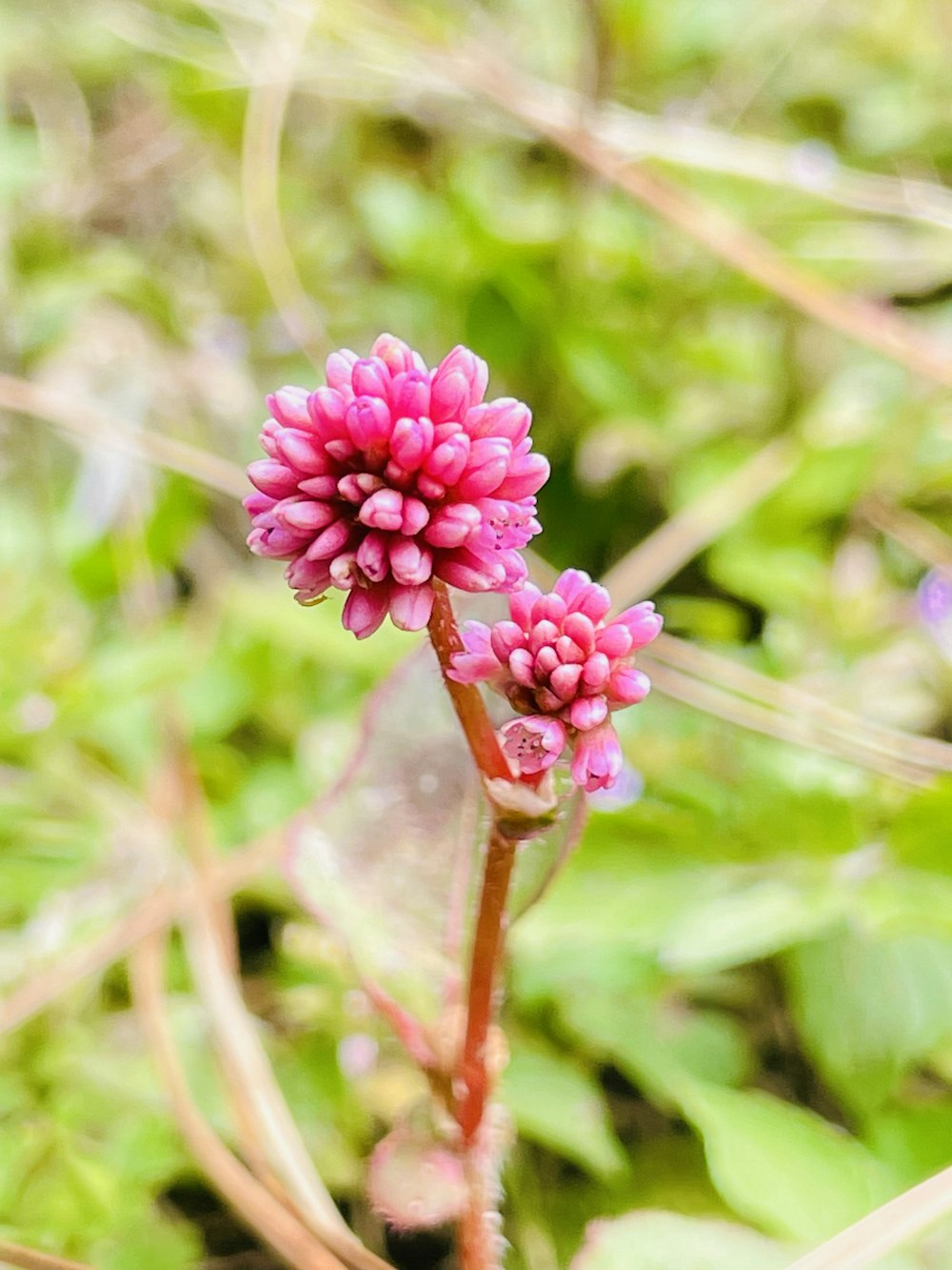 a close up of a pink flower in a field