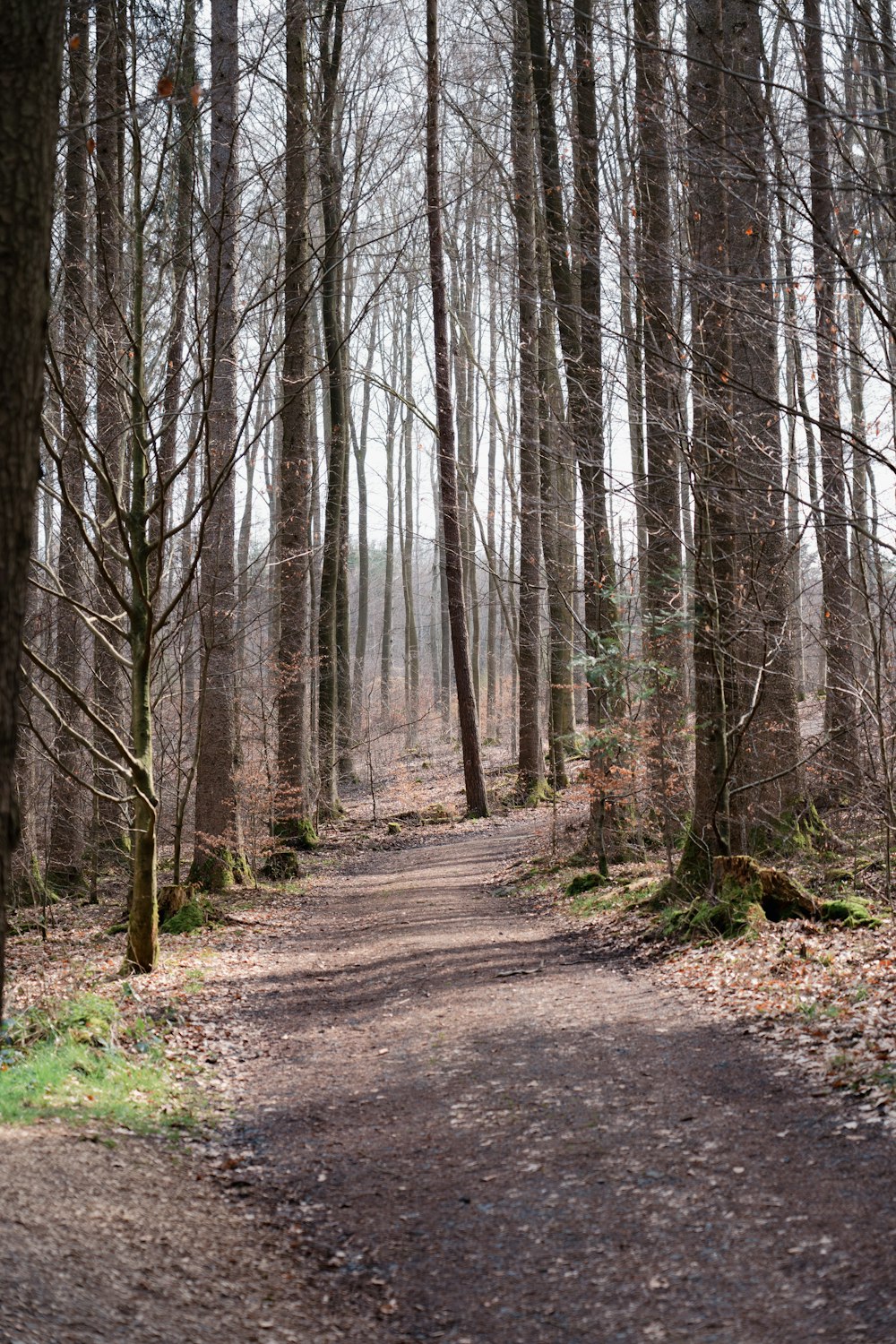 a dirt path in the middle of a forest