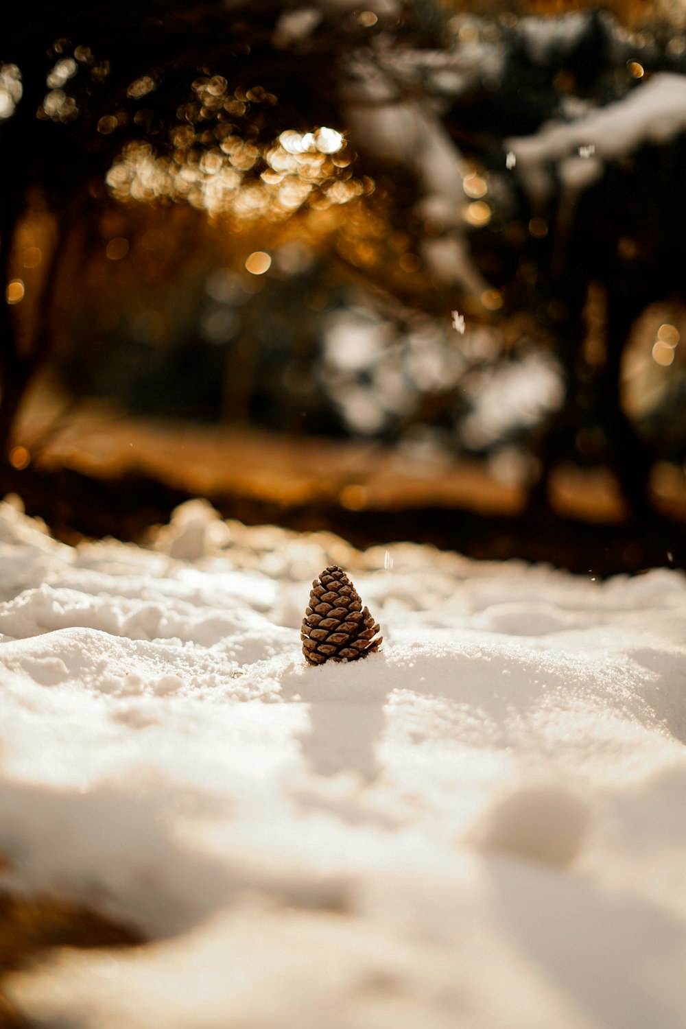 a small pine cone sitting in the snow
