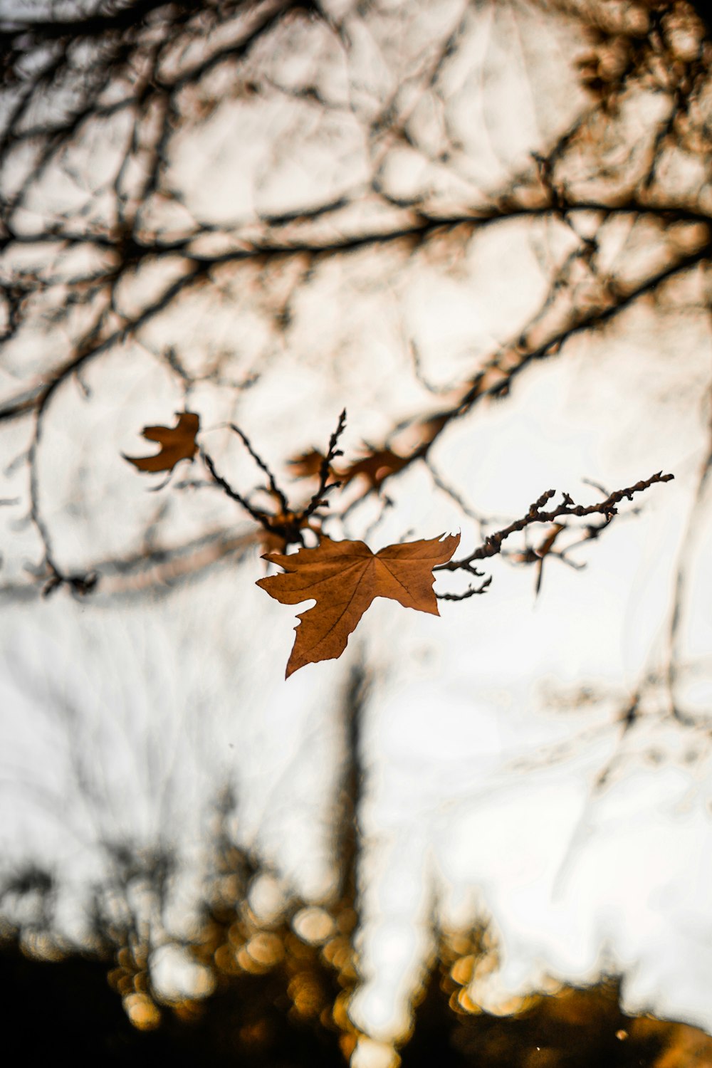 a leaf is hanging from a tree branch