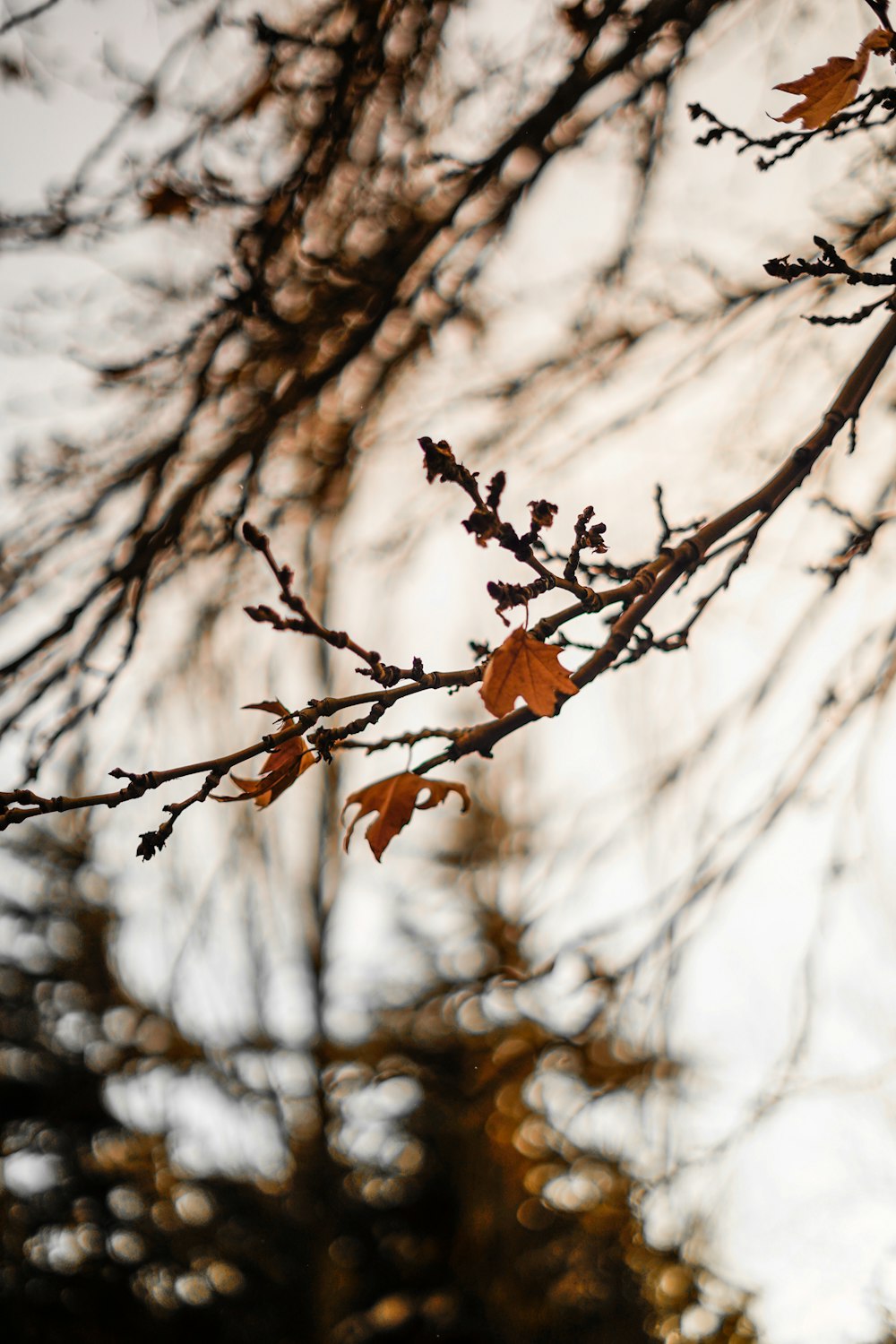 a tree branch with some leaves on it